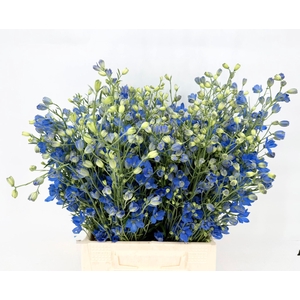 Delphinium Chiffon Blu