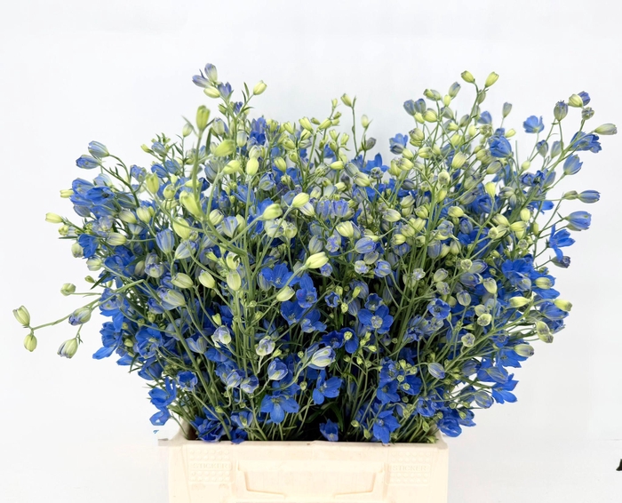 <h4>Delphinium Chiffon Blu</h4>