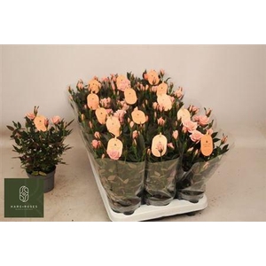Ro Rosaroma Pink