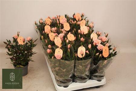 <h4>Ro Rosaroma Pink</h4>