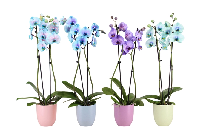 <h4>Hugo Pastel Mix Phal I Am Special Mix 2T14+</h4>