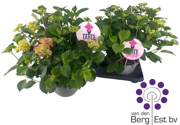 <h4>HYDR M TABLE-TENSIA</h4>