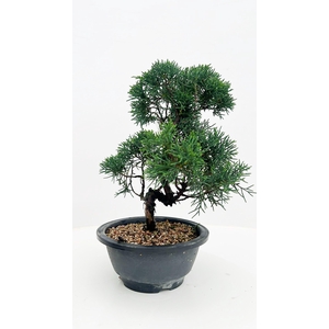 Juniperus chinensis, 16 cm, in trainingpot