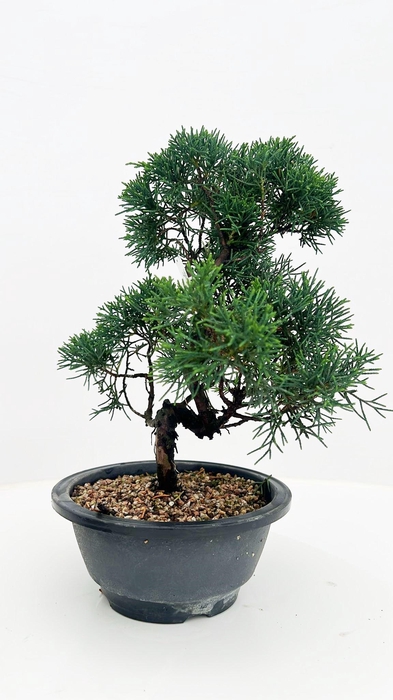 <h4>Juniperus chinensis, 16 cm, in trainingpot</h4>
