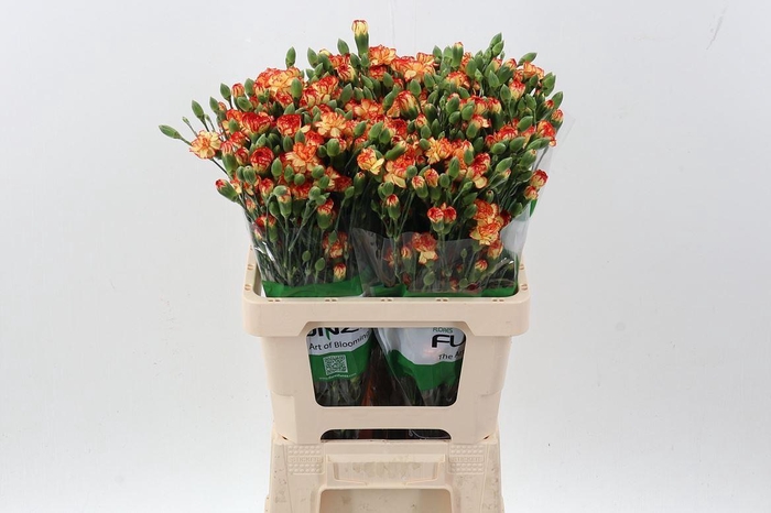<h4>Dianthus TR 'Carimbo'</h4>