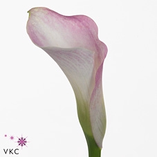 ZANT PINK GIANT