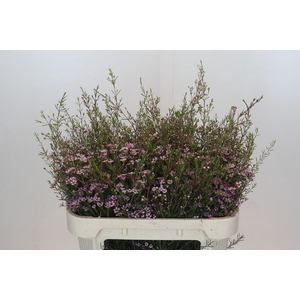 Chamelaucium Early Nir