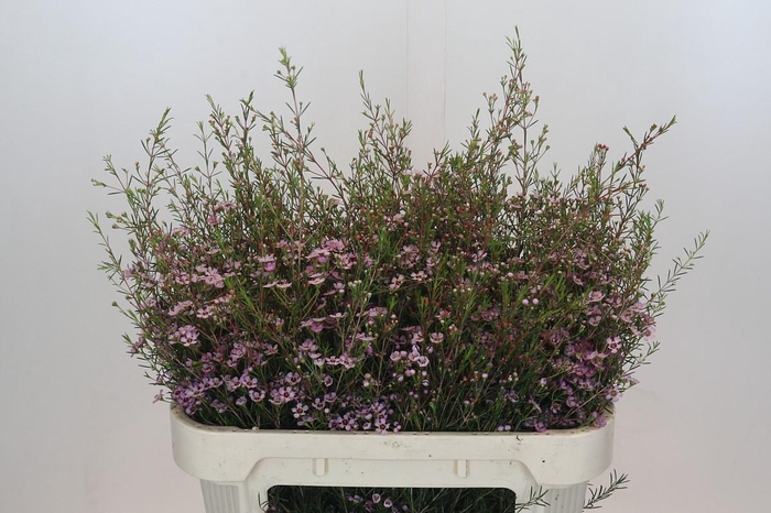 <h4>Chamelaucium Early Nir</h4>