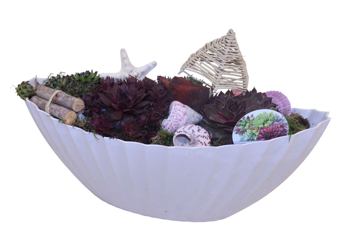<h4>Arr.  Sempervivum L%</h4>