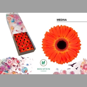 GE GR MEDINA