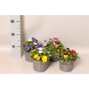 Viola Bellis 13 cm Divers