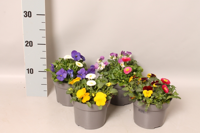 Viola Bellis 13 cm Divers