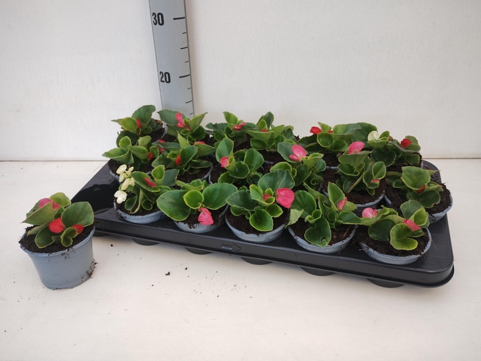 <h4>BEGO SE GEM</h4>