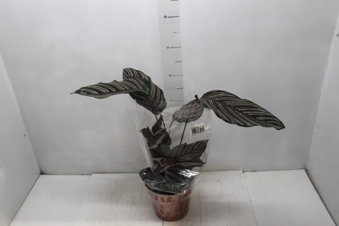 <h4>CALATHEA ORNATA P17</h4>