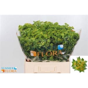 Bupleurum Rotundifol