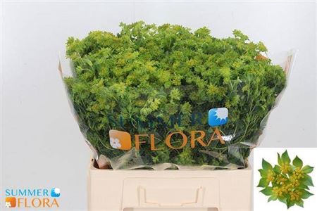 <h4>Bupleurum Rotundifol</h4>