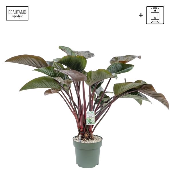 <h4>Philodendron Red Beauty</h4>