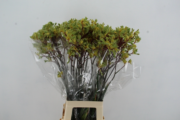 <h4>ANIGOZ EMMA 80CM</h4>
