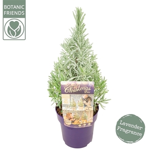 Lavandula ang. 'Christmas Tree'