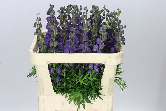 <h4>Aconitum Napellus</h4>
