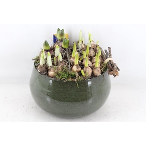 arr4 Bollenmix MB - Zink green bolpot L 401/2