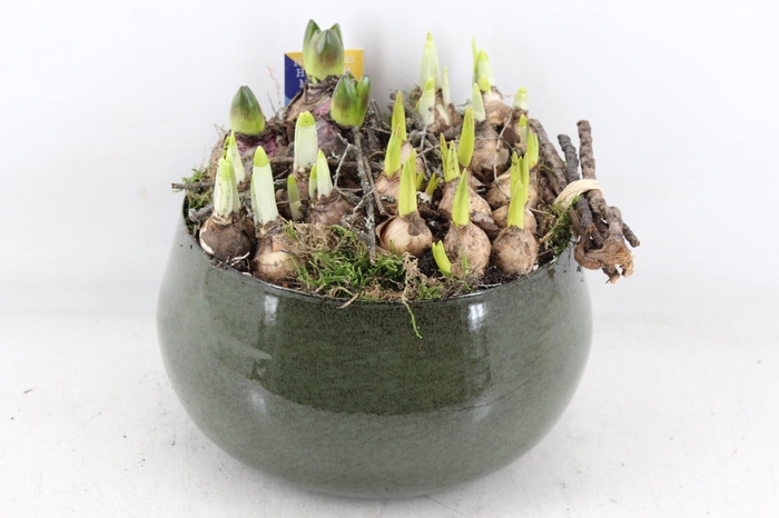 <h4>arr4 Bollenmix MB - Zink green bolpot L 401/2</h4>