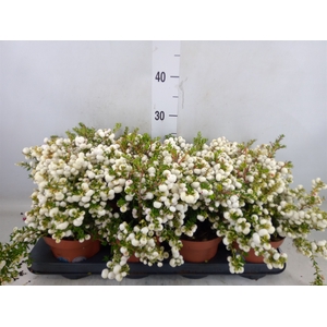 Gaultheria   ...white berry