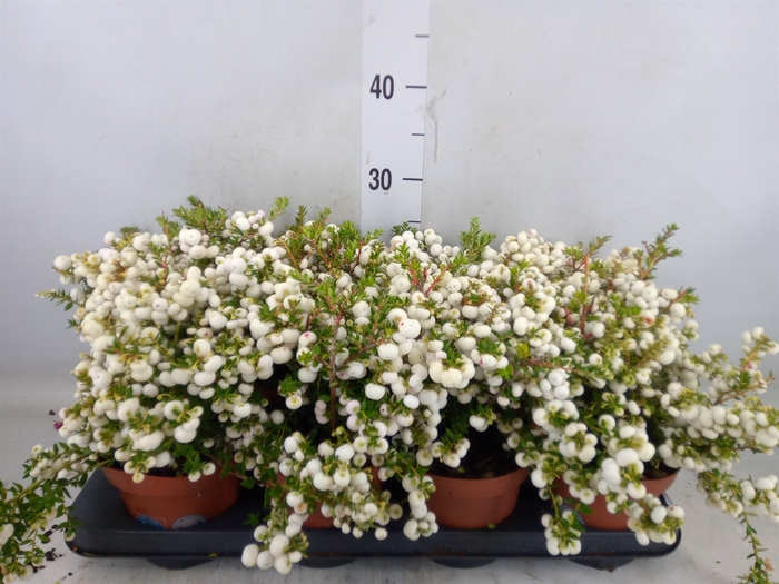 <h4>Gaultheria   ...white berry</h4>