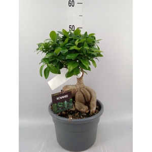 Ficus microcarpa 'Ginseng'
