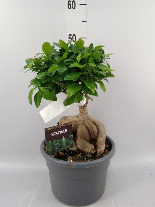 <h4>Ficus microcarpa 'Ginseng'</h4>
