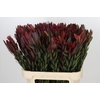 Leucadendron Safari Sunset