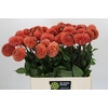 Dahlia Cornel Bronze