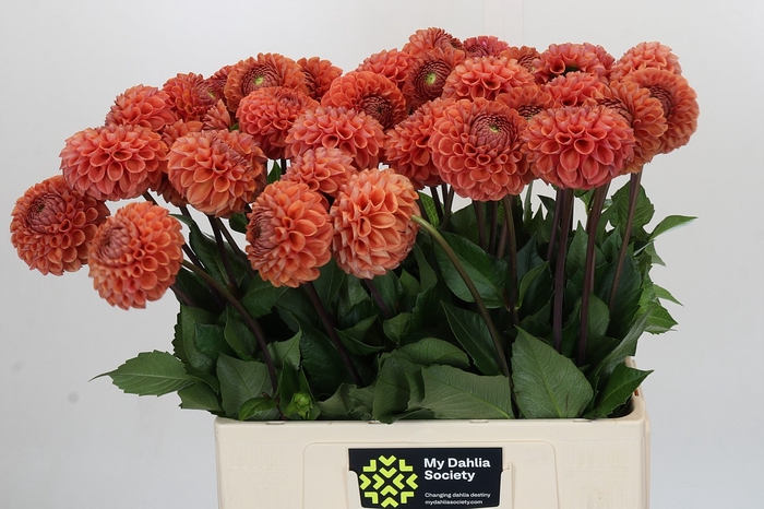 <h4>Dahlia Cornel Bronze</h4>