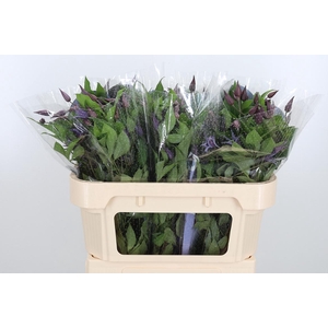 Clem Di Bl Pirouette