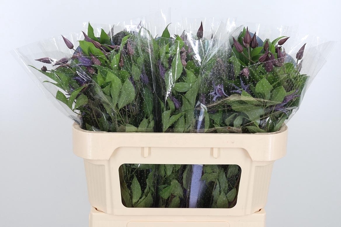 <h4>Clem Di Bl Pirouette</h4>