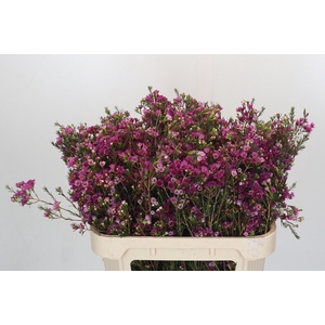 Chamelaucium 'Nina's Delight'