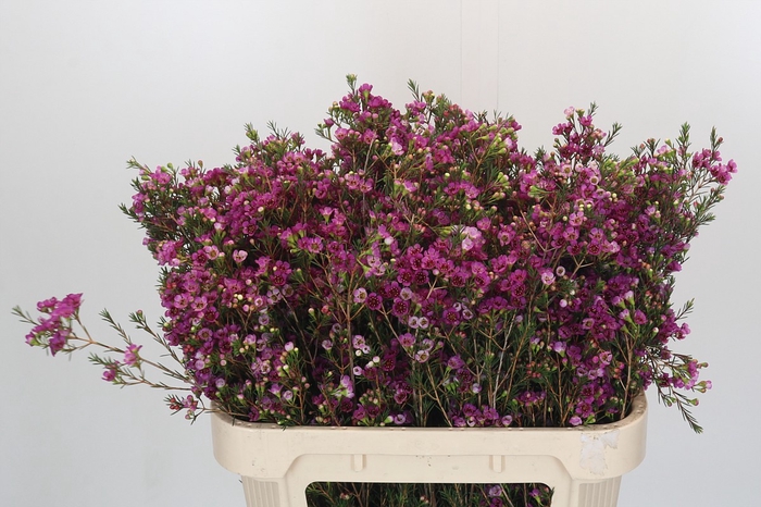 <h4>Chamelaucium 'Nina's Delight'</h4>