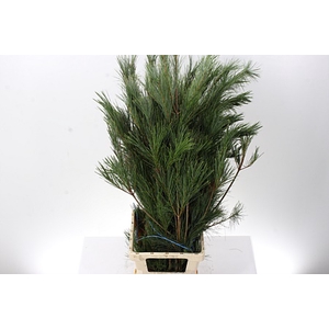 Gr Pinus Strobus Bs