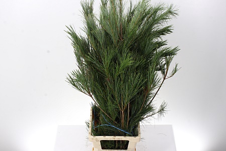 <h4>Gr Pinus Strobus Bs</h4>