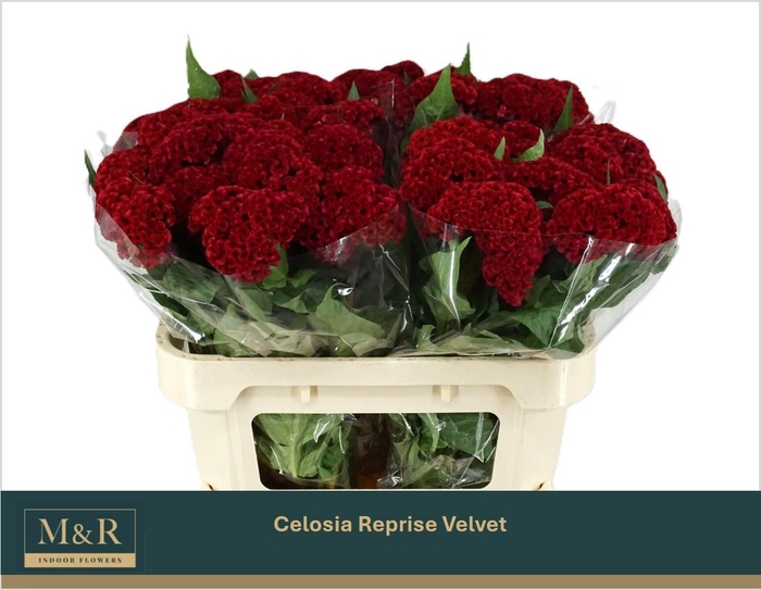 <h4>CEL C REPRISE VELVET</h4>