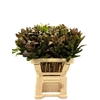 Cordyline Compacta Groen