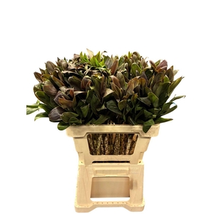 Cordyline Compacta Caramel