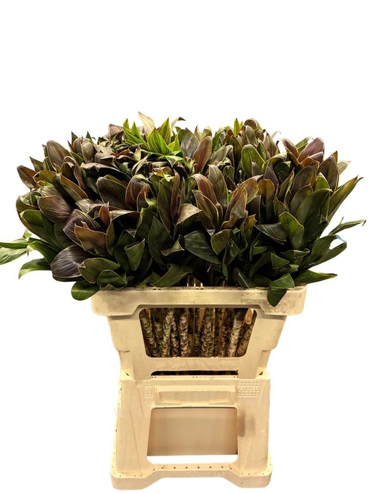 Cordyline Compacta Groen