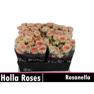 Rosanella