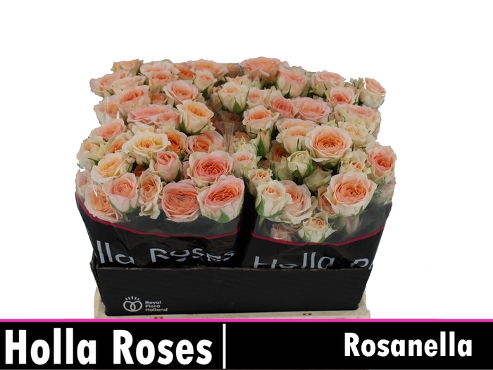 Rosanella