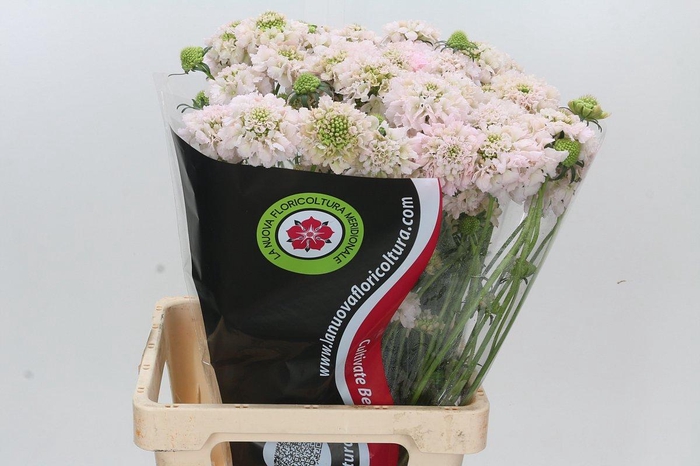 <h4>Scabiosa atropurpurea Focal Scoop Hot Pink</h4>