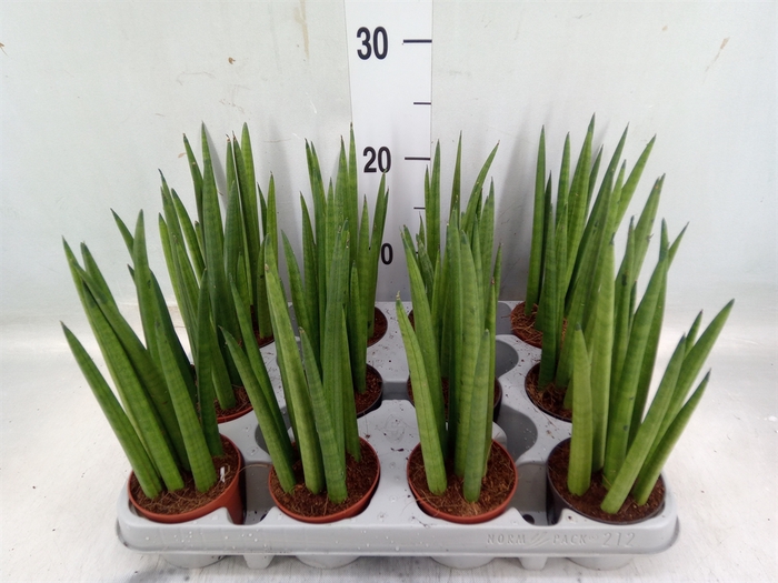 <h4>Sansevieria cyl.  ...</h4>