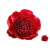 PAEO RED CHARM