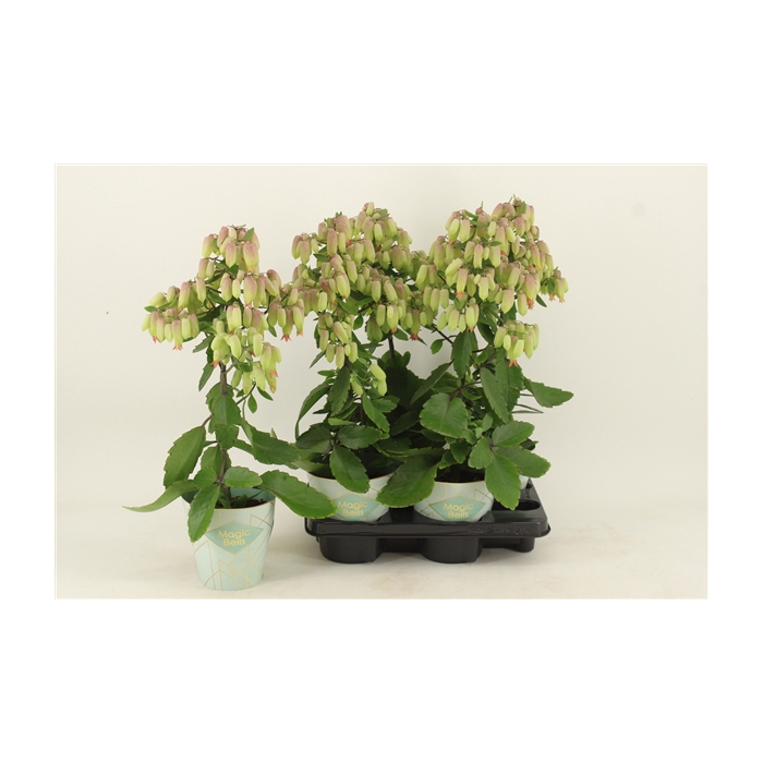 <h4>Kalanchoe Magic Bells</h4>