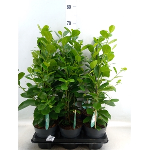 Ficus microcarpa 'Moclame'